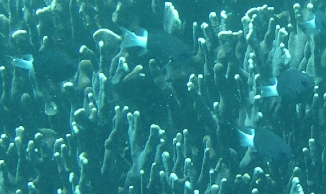 Chromis margaritifer 00412 .JPG